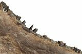 Cretaceous Monster Fish (Xiphactinus) Jaw Section - Kansas #316668-2